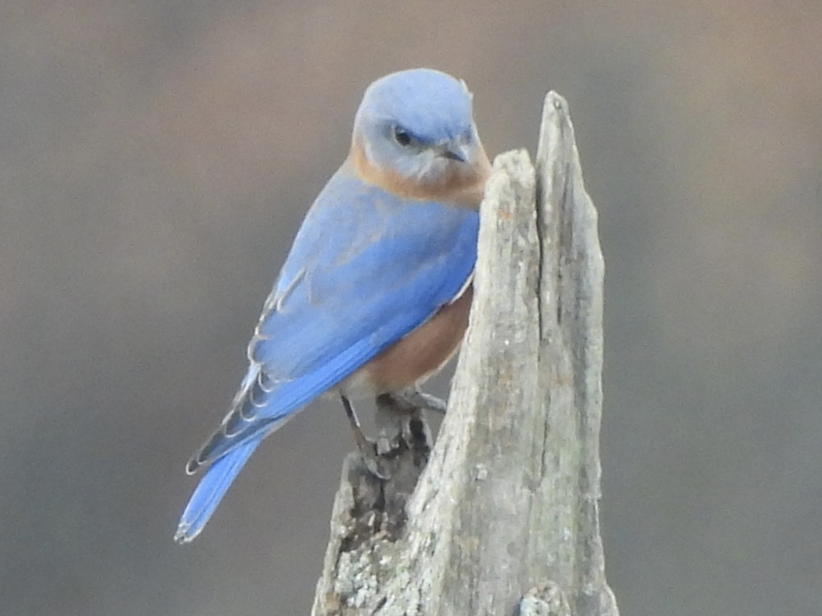 Eastern Bluebird - ML645722539
