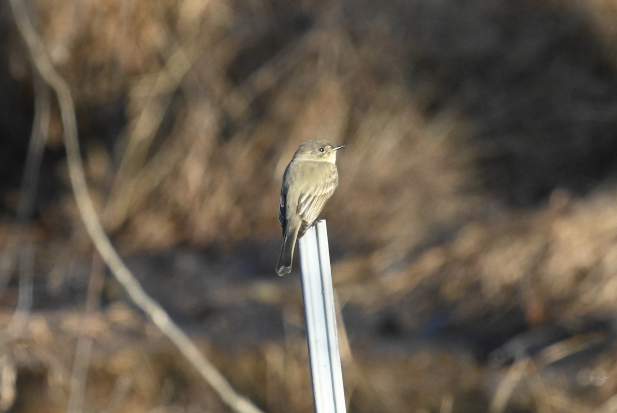 Eastern Phoebe - ML645722540