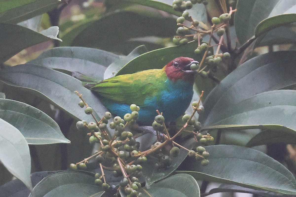 Tangara Cabecibaya - ML645722541