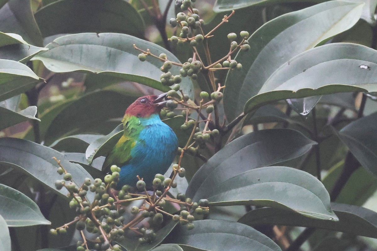 Tangara Cabecibaya - ML645722542