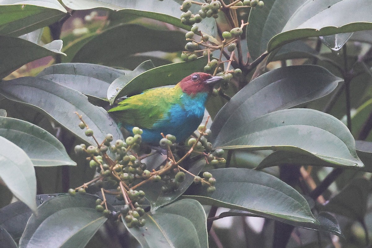 Tangara Cabecibaya - ML645722543