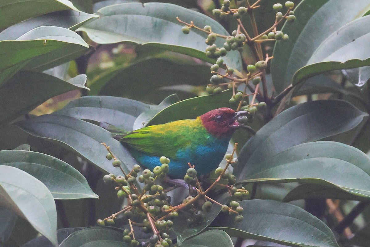 Tangara Cabecibaya - ML645722544