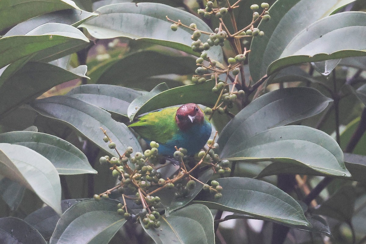 Tangara Cabecibaya - ML645722545