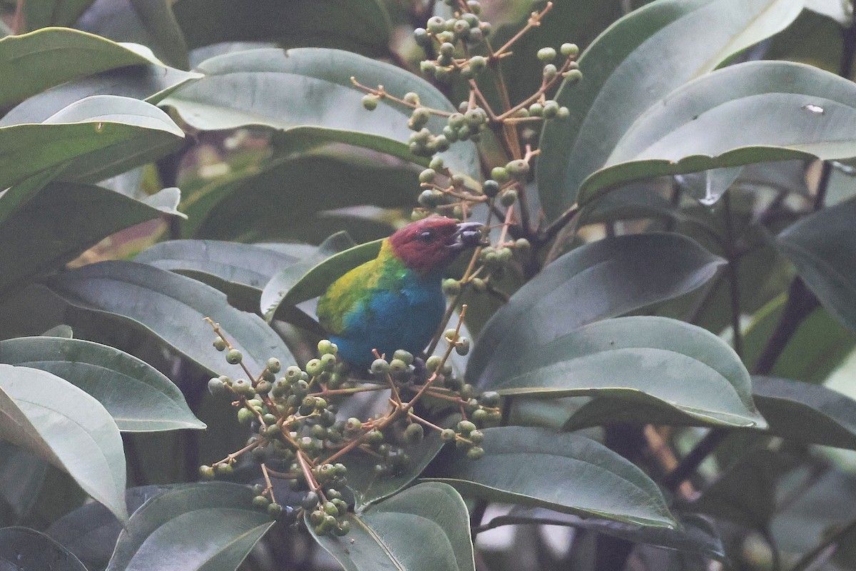 Tangara Cabecibaya - ML645722546