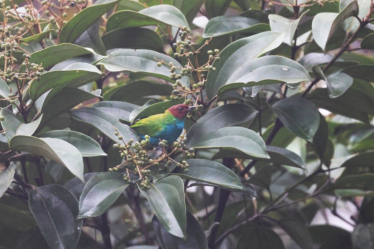 Tangara Cabecibaya - ML645722547