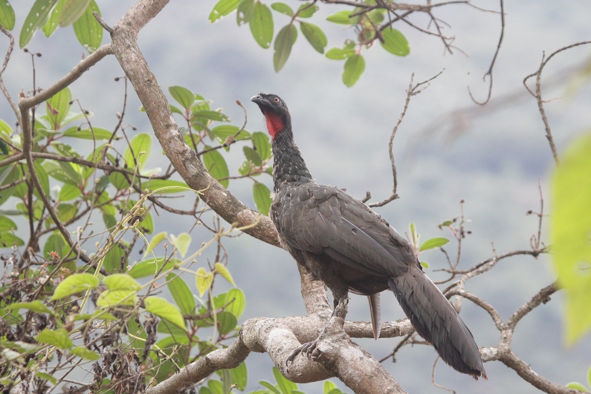 Dusky-legged Guan - ML645722549