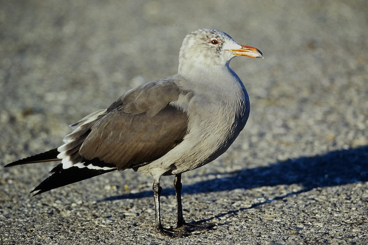 Heermannmöwe - ML645722556