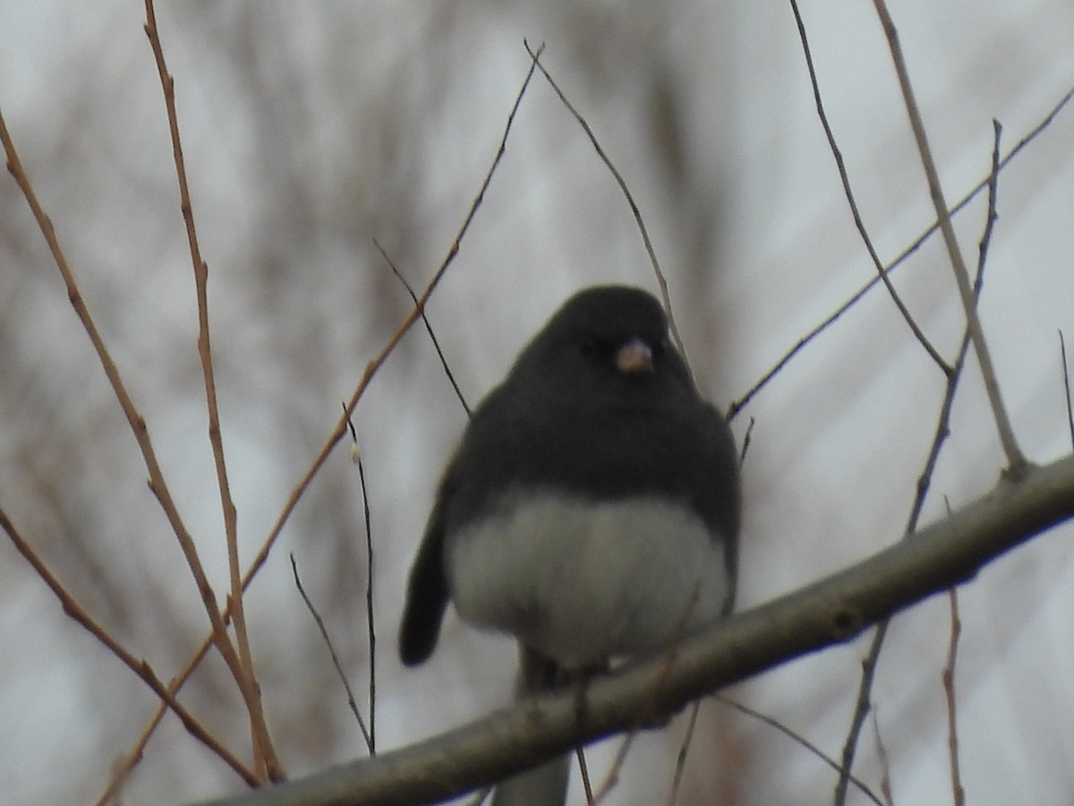 Dark-eyed Junco - ML645722557
