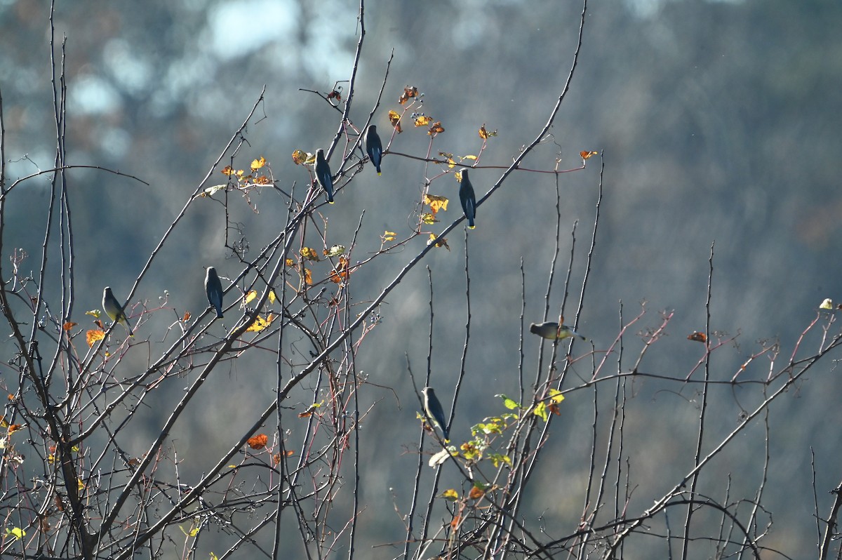 Buztanori amerikarra - ML645722558