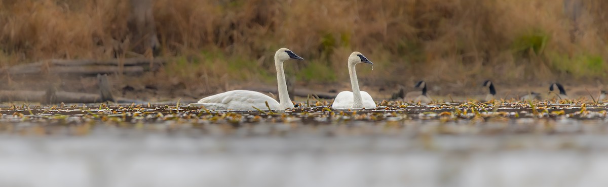 Trumpeter Swan - ML645722563