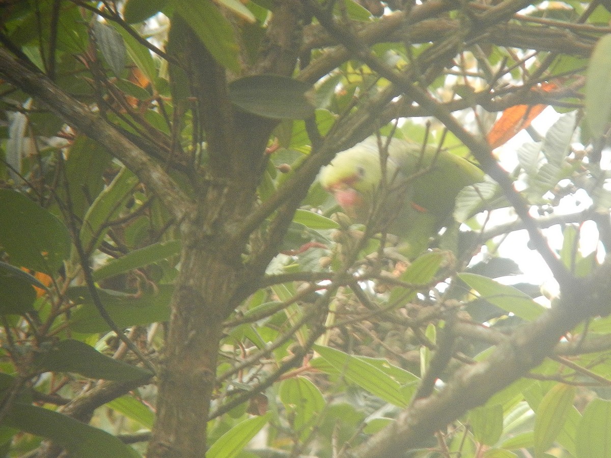 Vinaceous-breasted Amazon - ML645722564