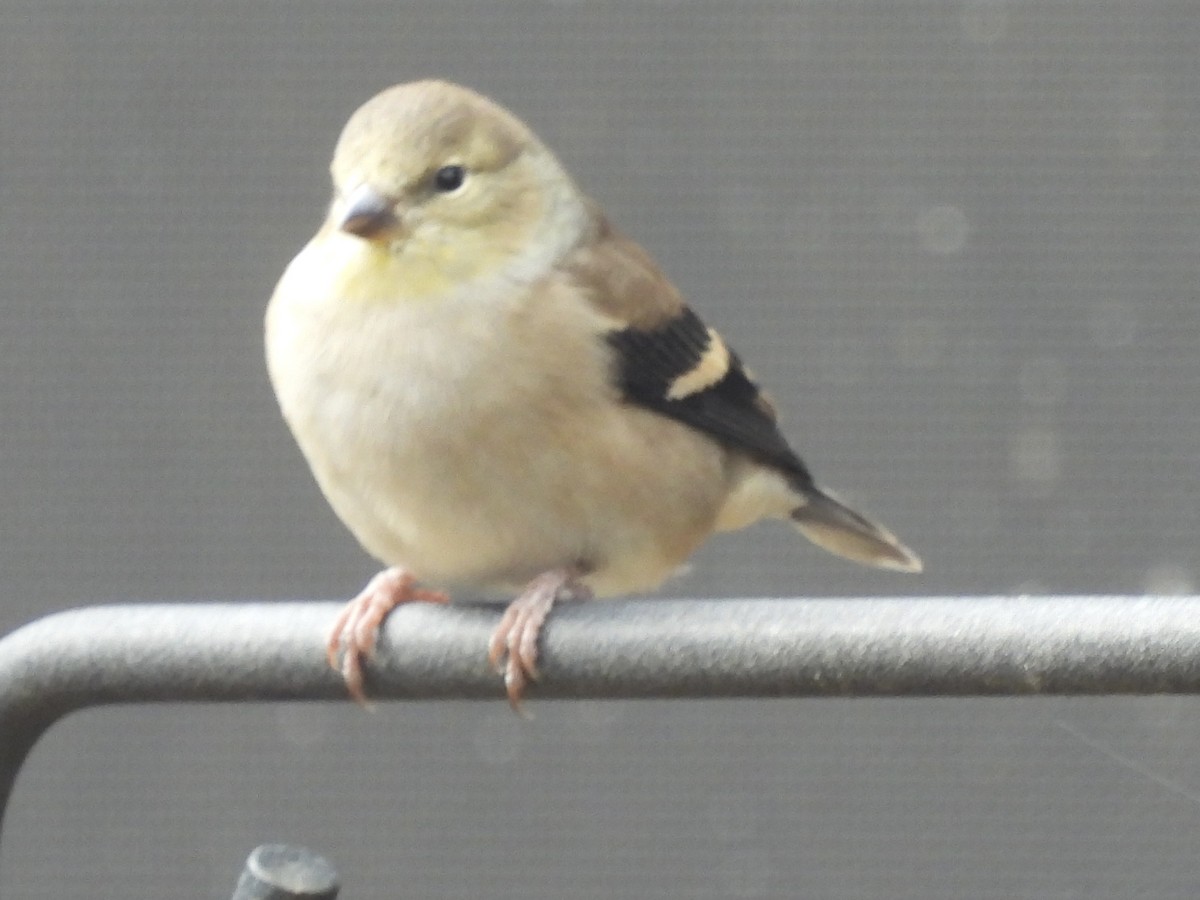 Goldzeisig - ML645722568