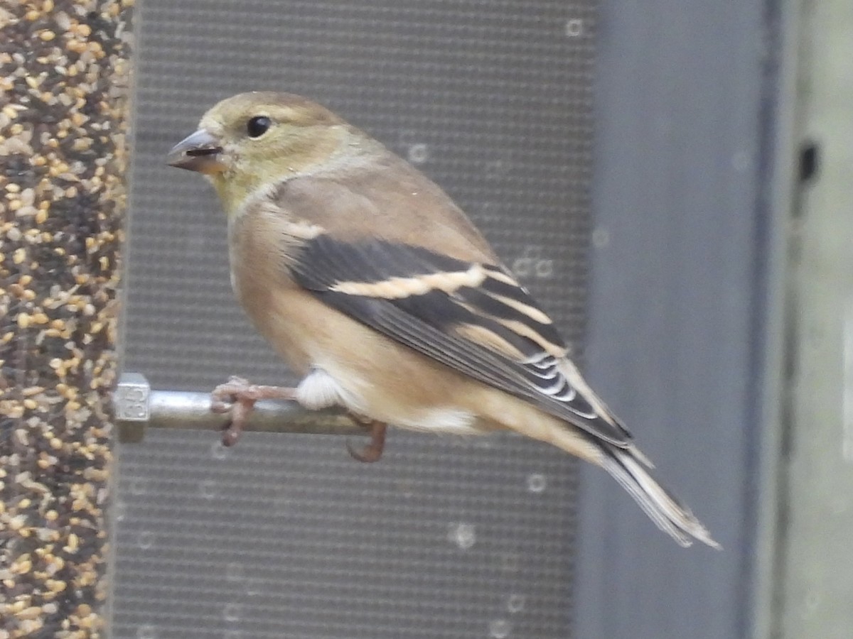 Goldzeisig - ML645722569