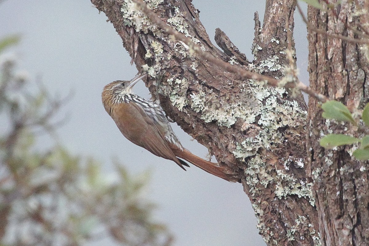 Fleckenbauch-Baumsteiger - ML645722570