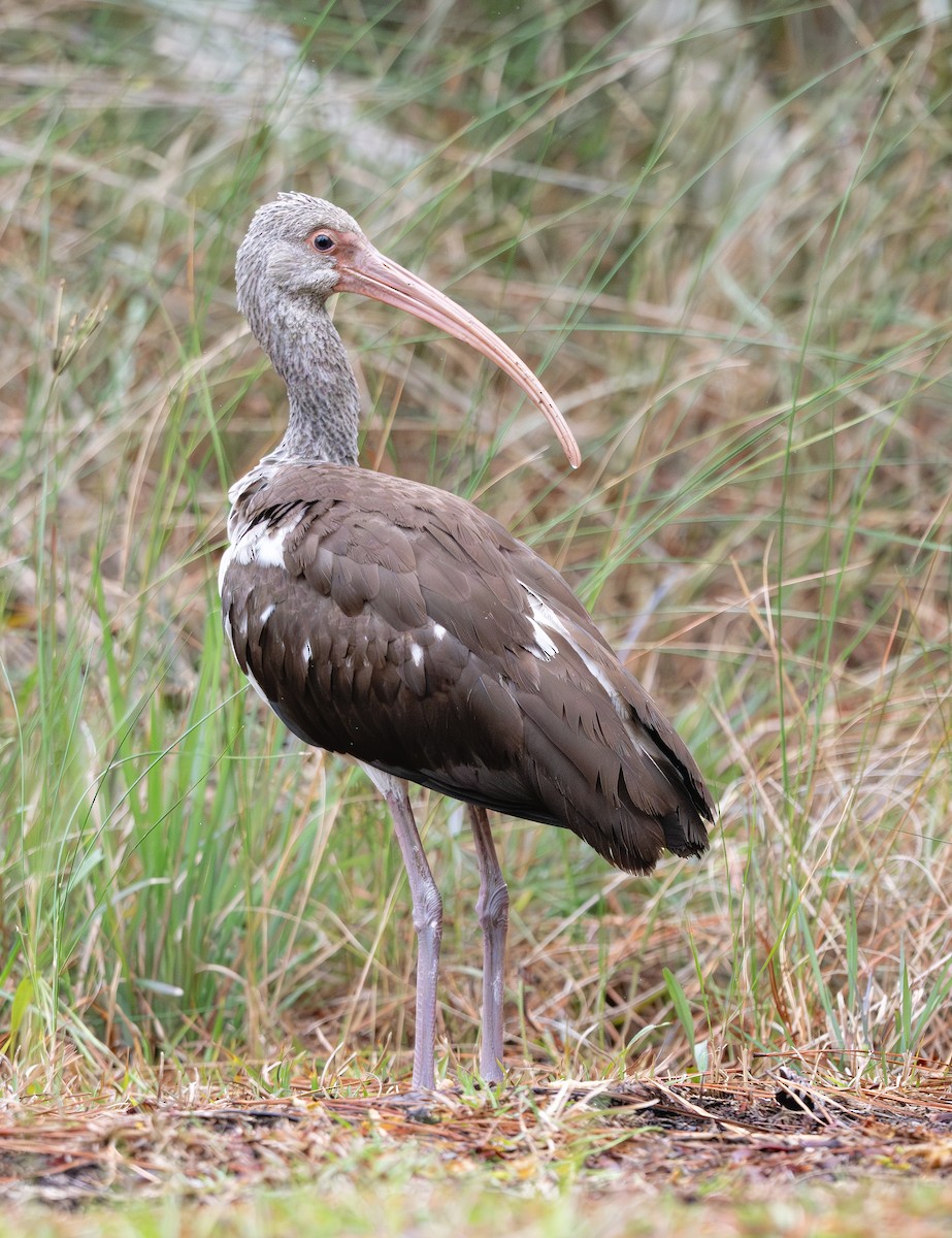 Schneesichler - ML645722571