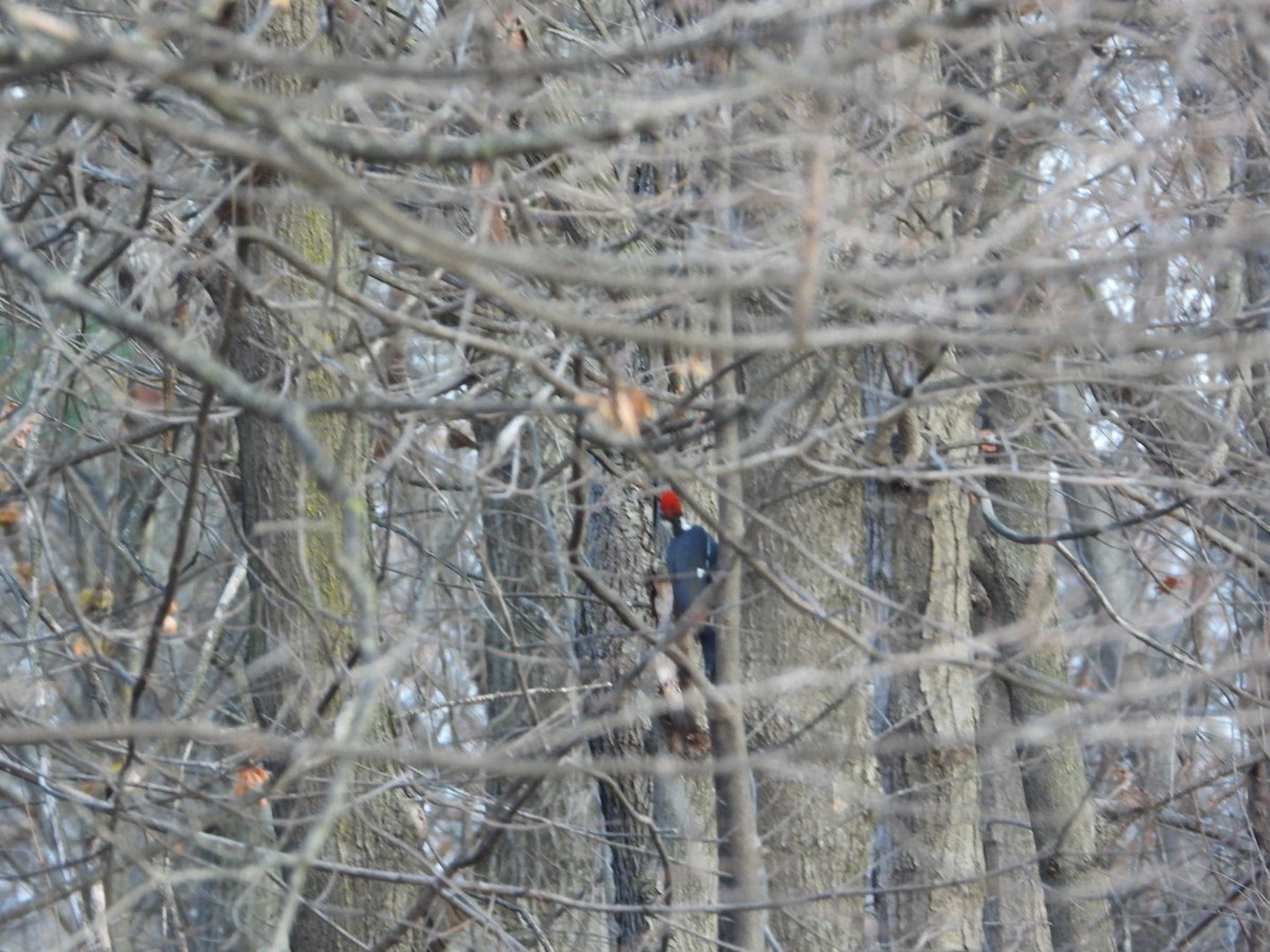 Helmspecht - ML645722572