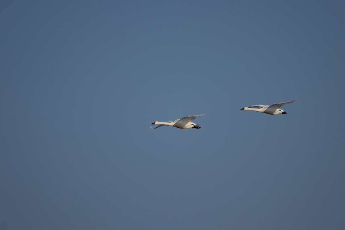 Zwergschwan - ML645722574