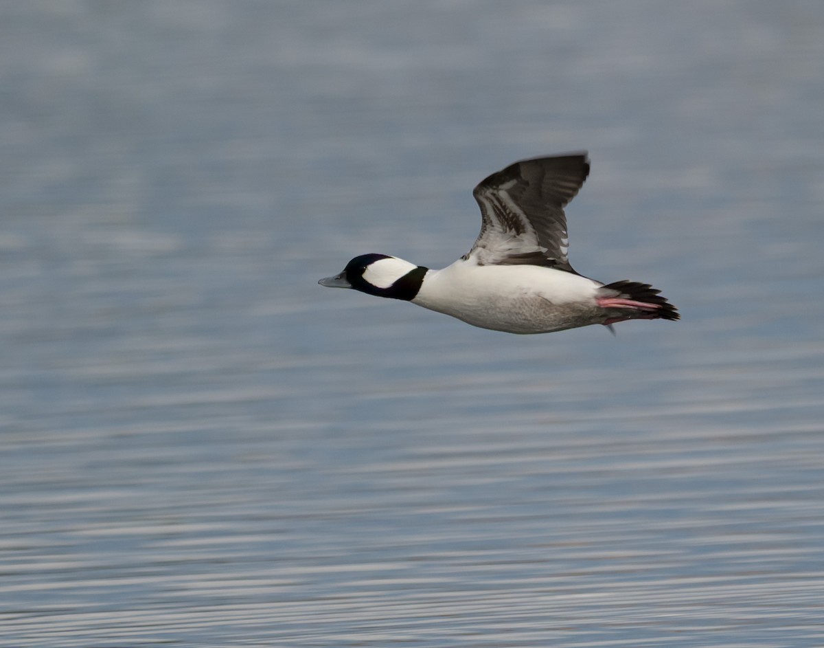 Büffelkopfente - ML645722575