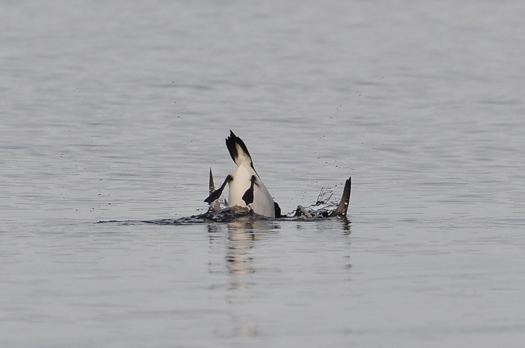 Tordalk - ML645722577