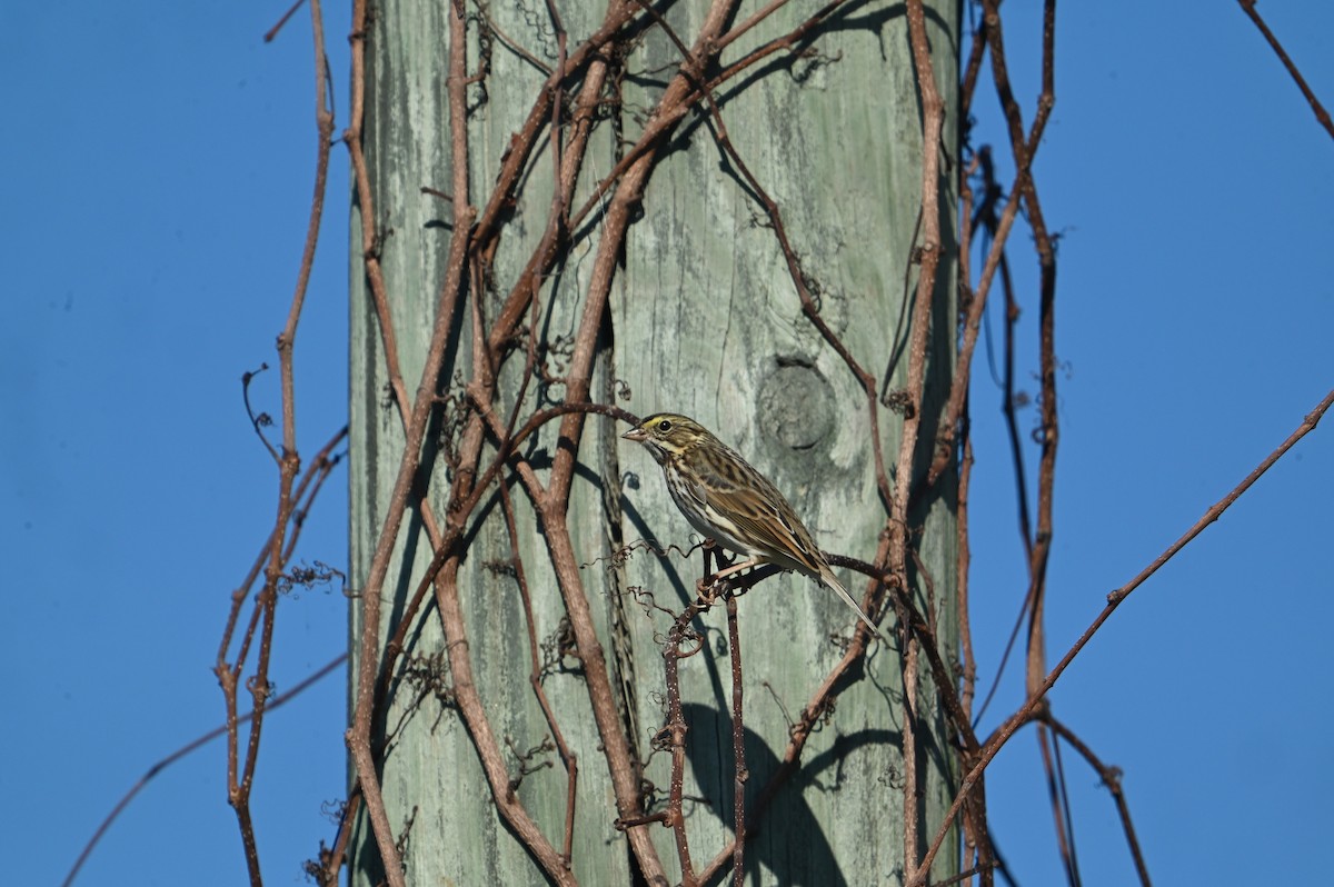 Grasammer - ML645722580