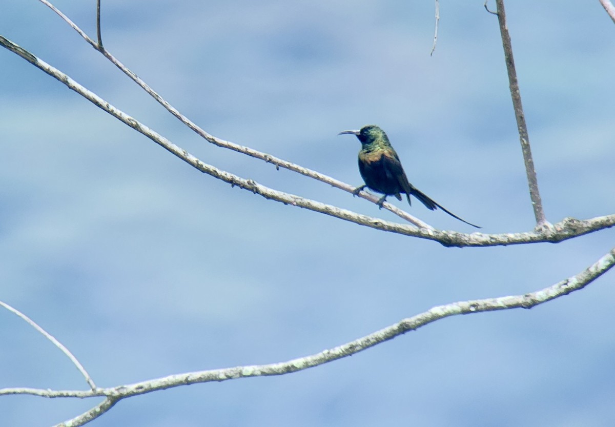 Bronzenektarvogel - ML645722581