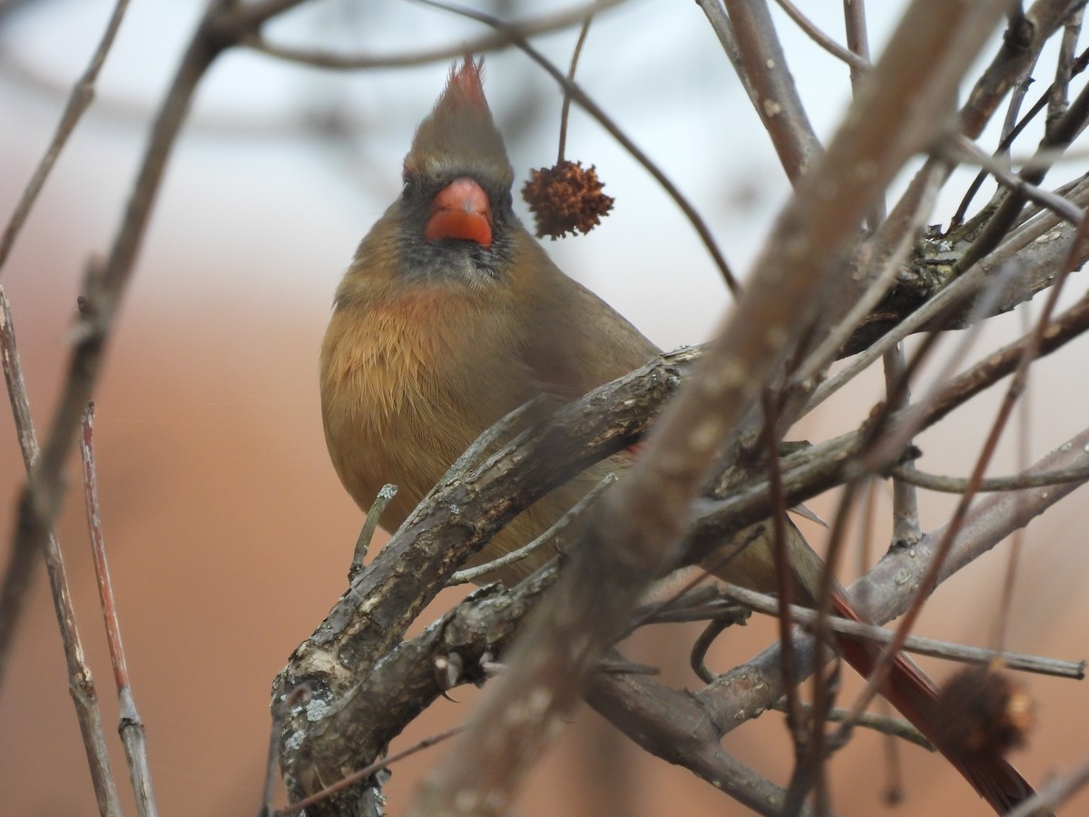 Rotkardinal - ML645722583