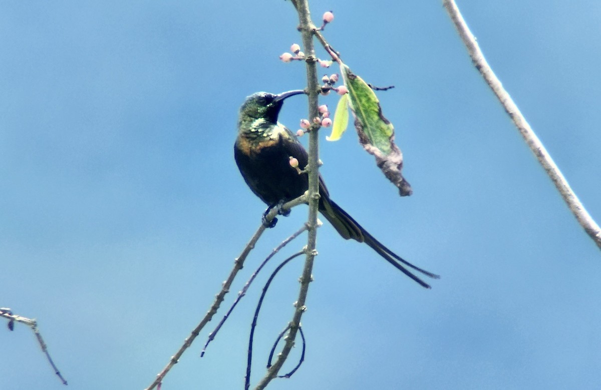 Bronzenektarvogel - ML645722584