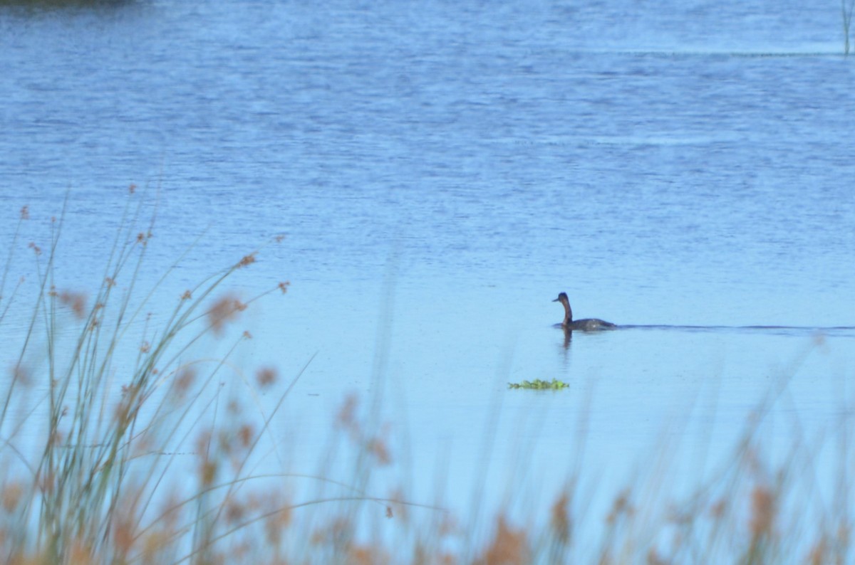 Magellantaucher - ML645722585