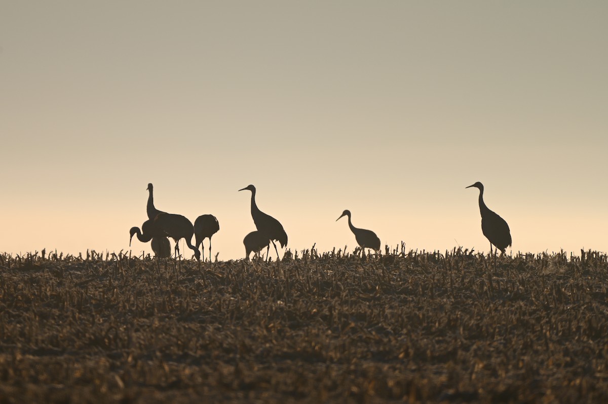 Kanadakranich - ML645722586