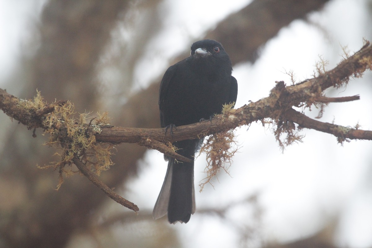 Einfarb-Dunkeltyrann - ML645722587