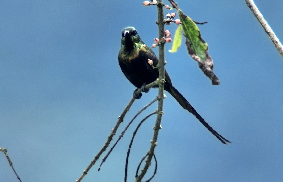 Bronzenektarvogel - ML645722589