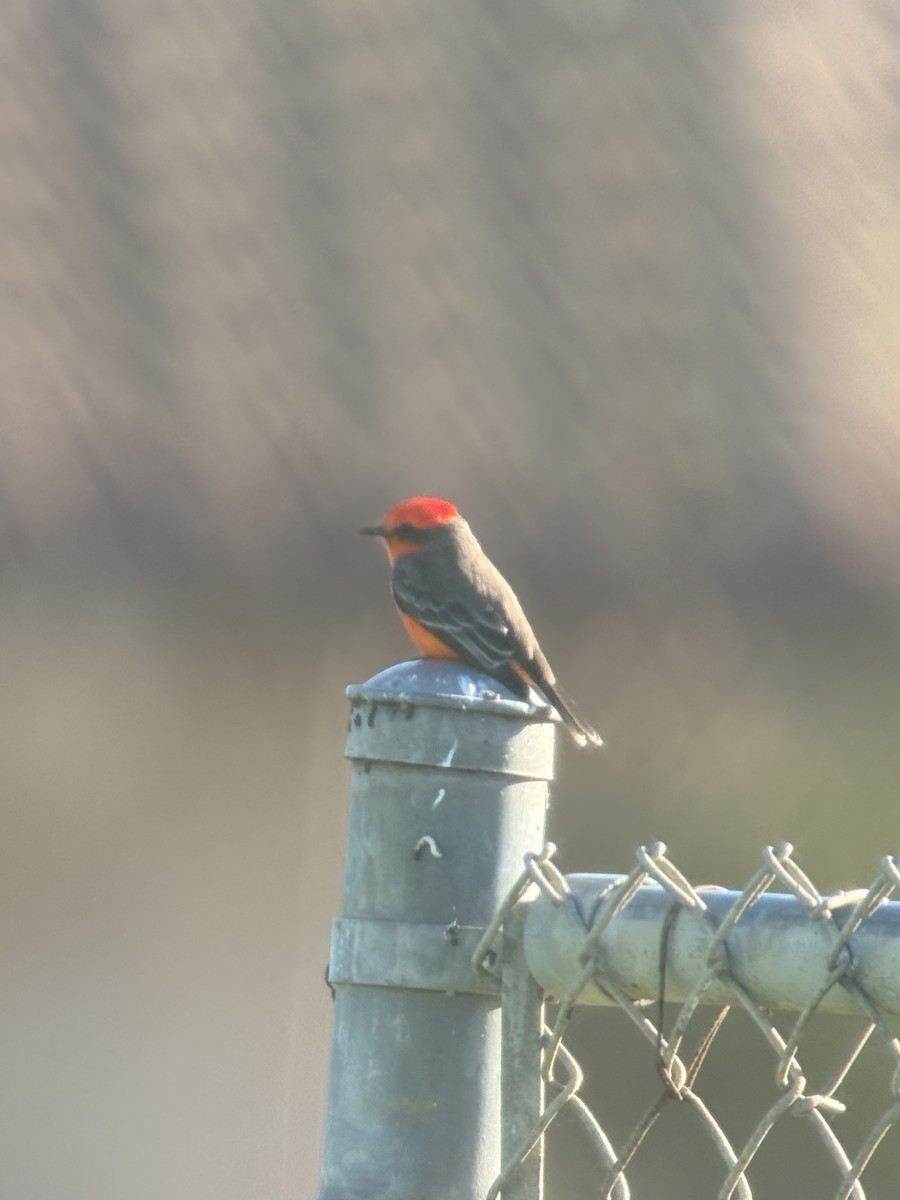 Rubintyrann - ML645722591