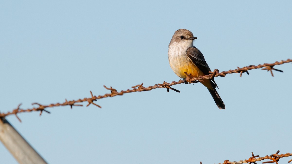 Rubintyrann - ML645722592