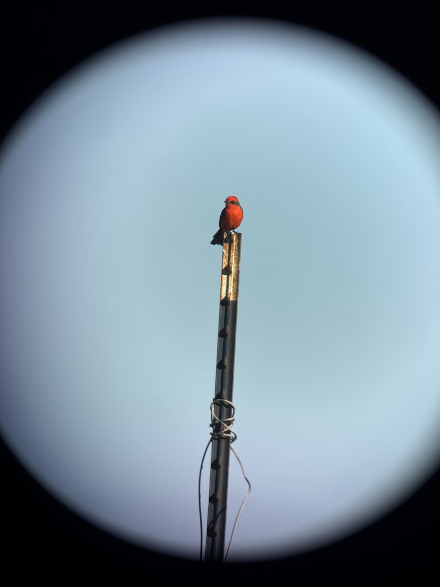 Rubintyrann - ML645722593