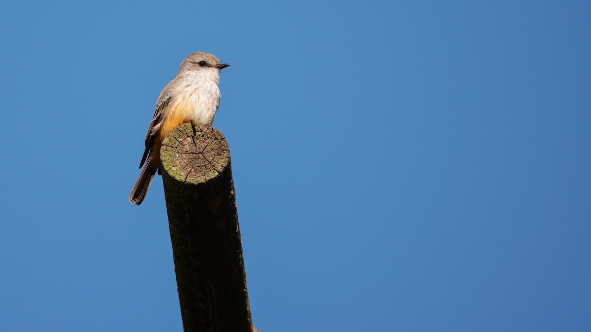 Rubintyrann - ML645722594