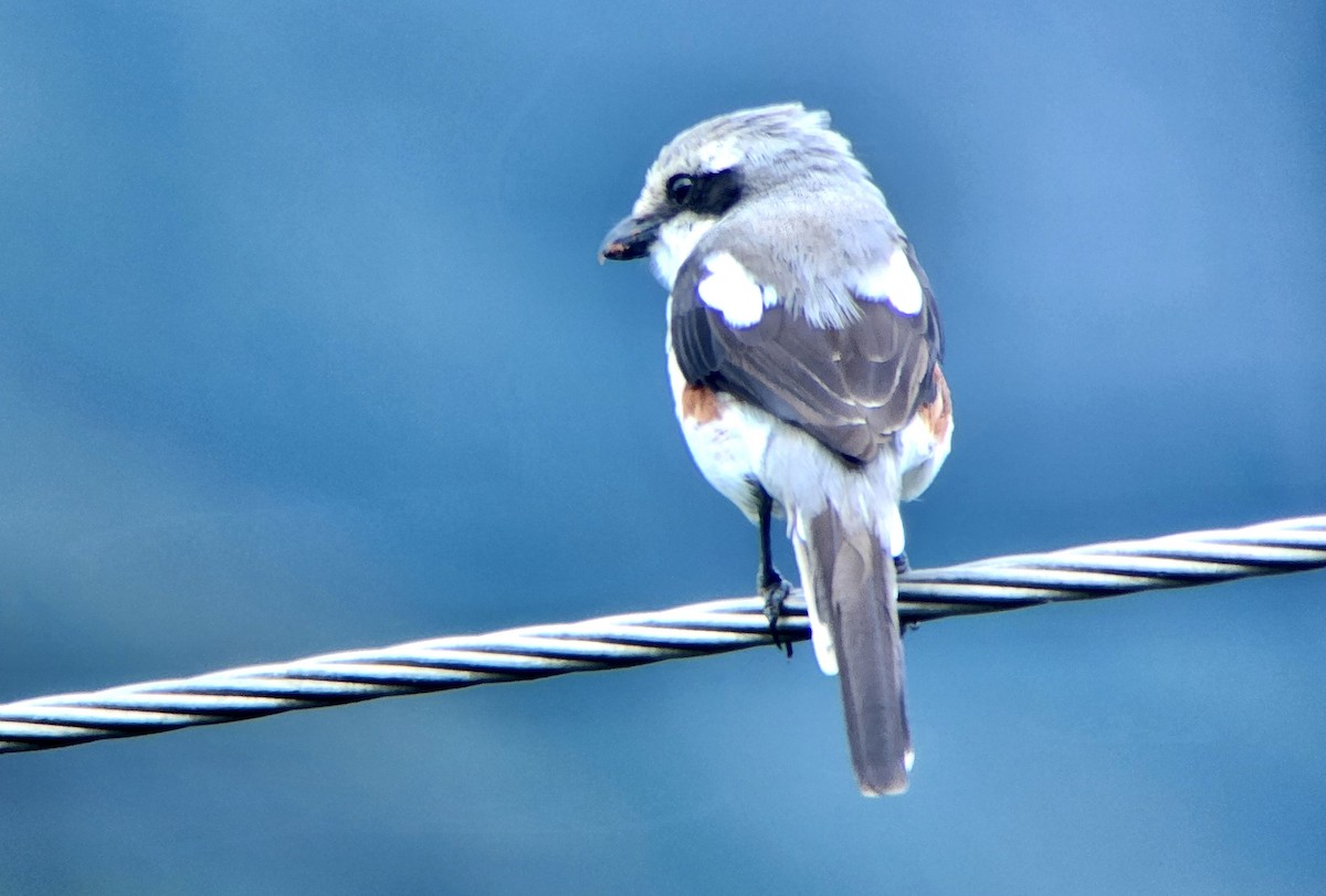 Mackinnonwürger - ML645722595