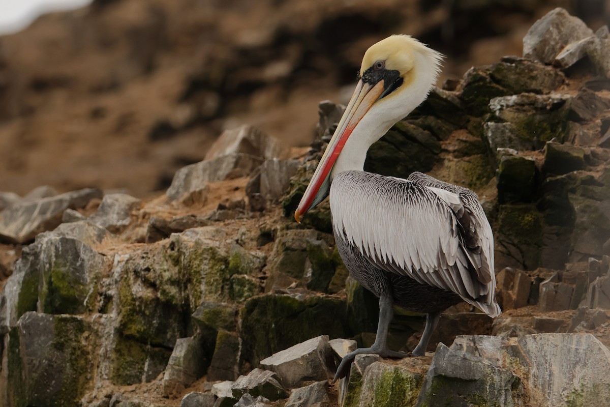 Chilepelikan - ML645722598