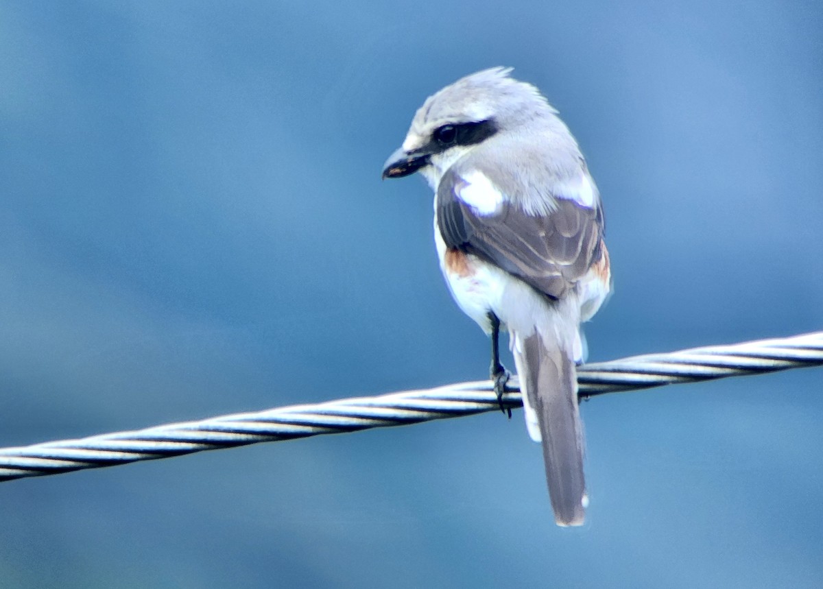 Mackinnonwürger - ML645722599