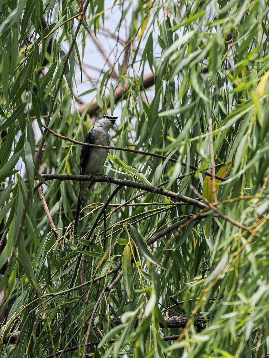 Brown-rumped Minivet - ML645722600