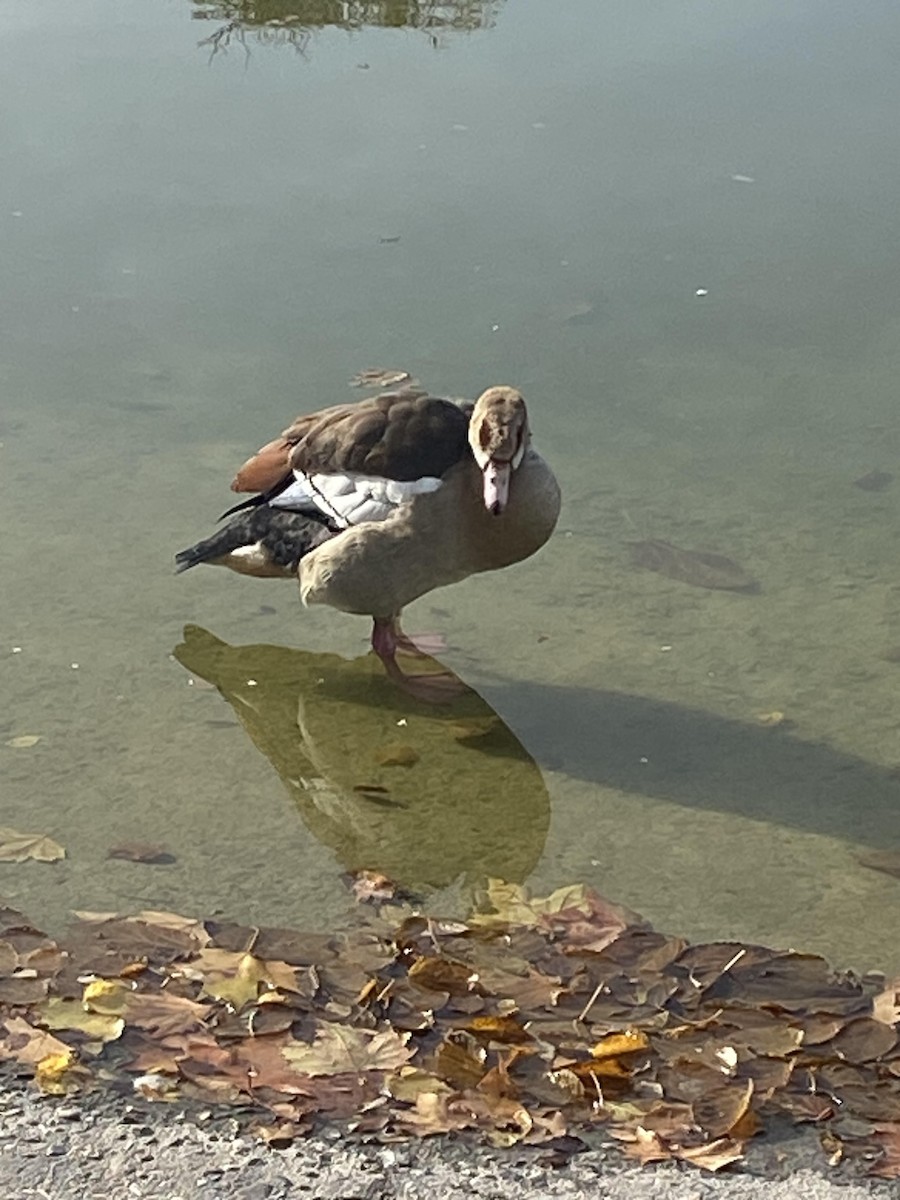 Nil Kazı - ML645722614