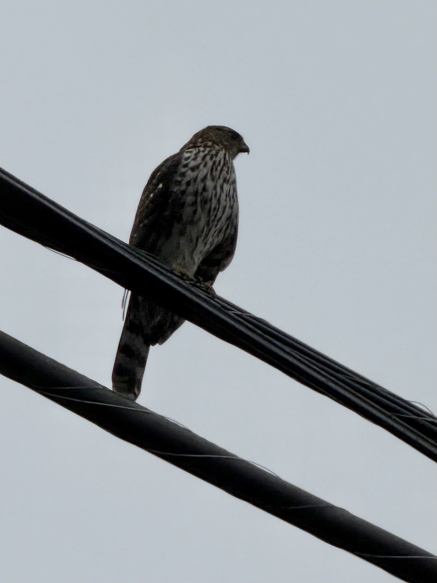 Cooper's Hawk - ML645722624