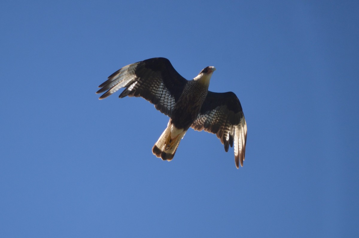 Crested Caracara - ML645722627