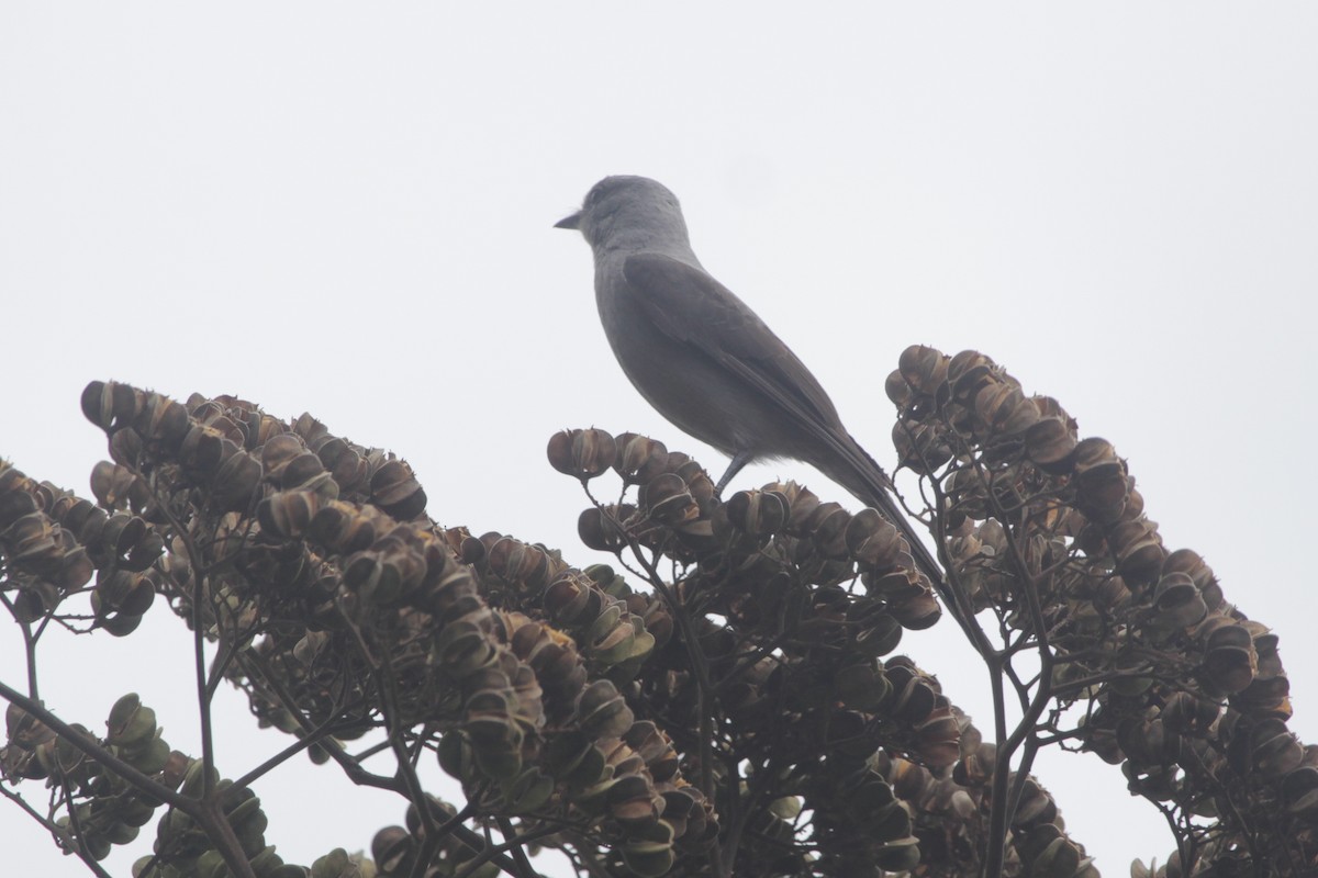 Shear-tailed Gray Tyrant - ML645722635