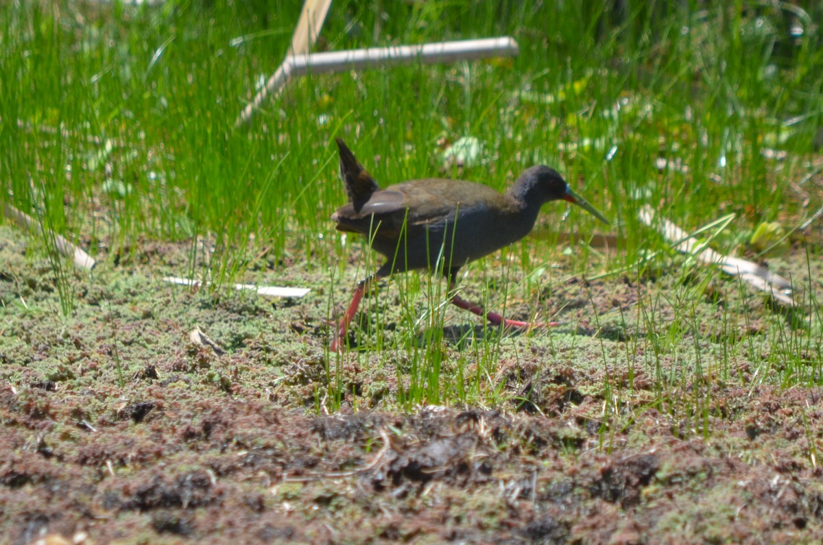 Plumbeous Rail - ML645722644