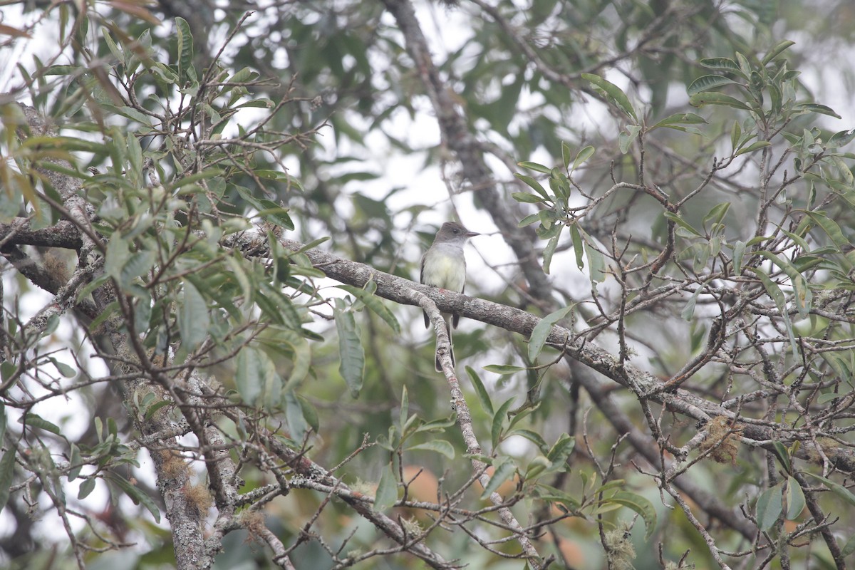 Swainson's Flycatcher - ML645722645