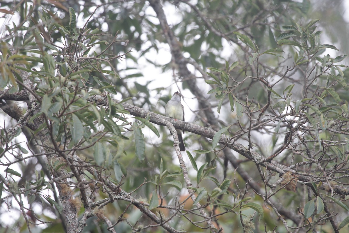 Swainson's Flycatcher - ML645722646