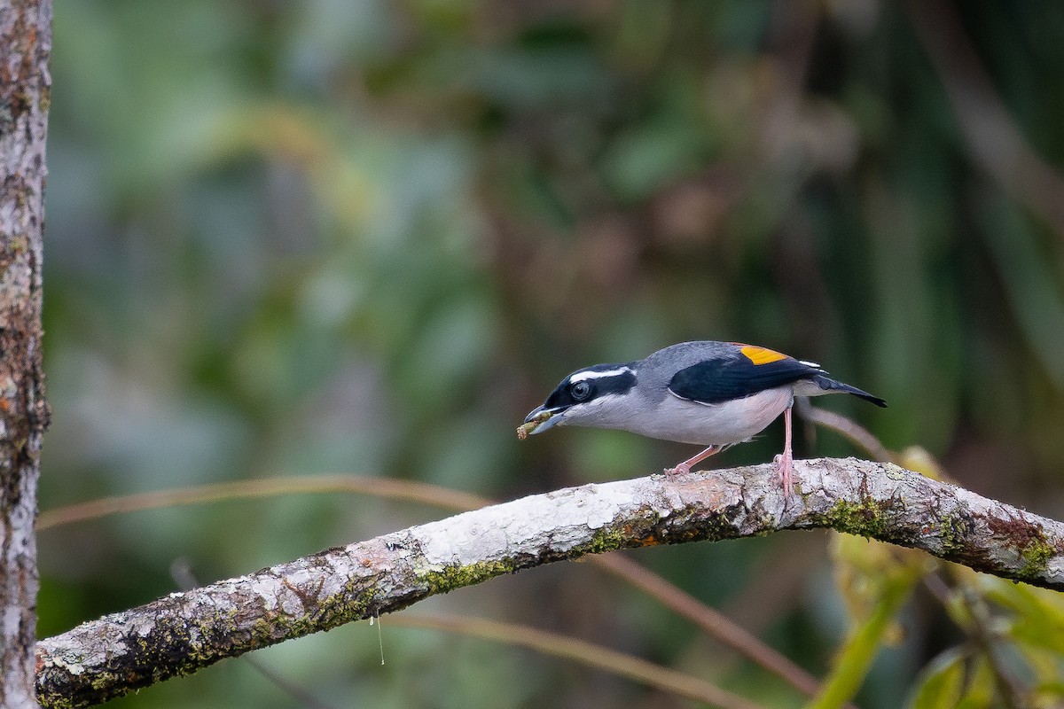 White-browed Shrike-Babbler - ML645722647