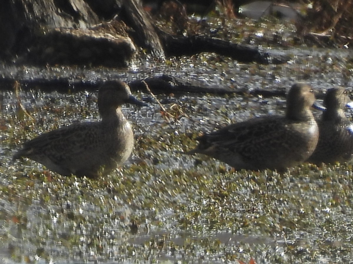 Green-winged Teal - ML645722650