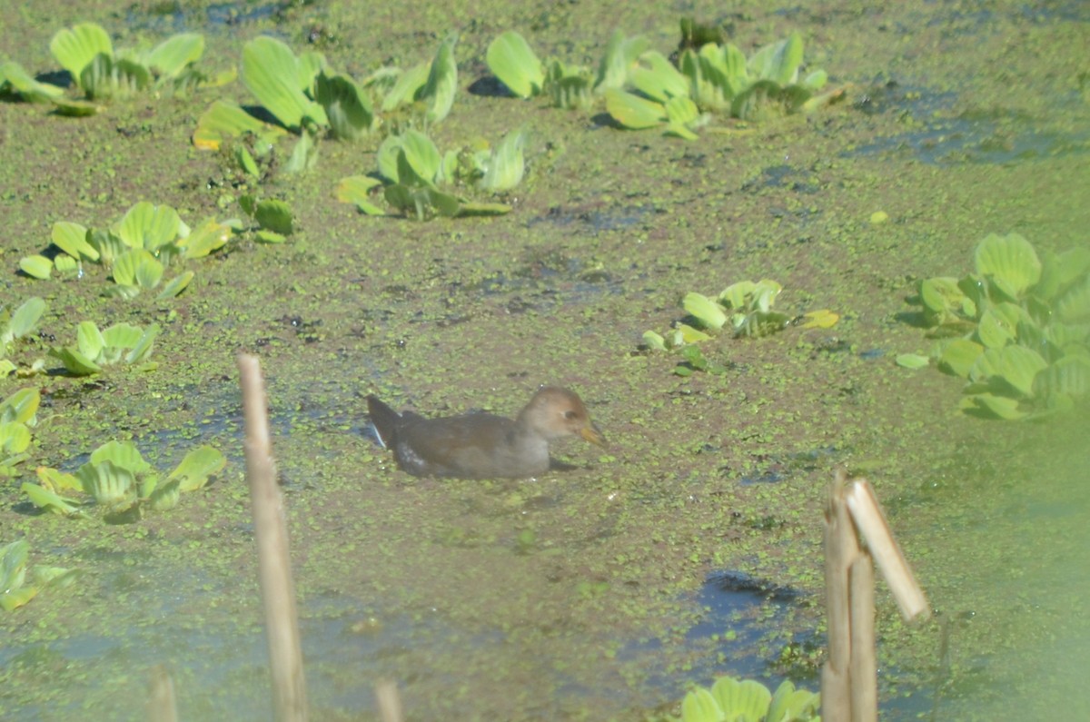 Spot-flanked Gallinule - ML645722653