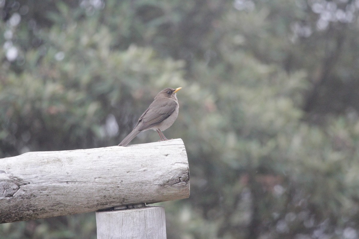 Creamy-bellied Thrush - ML645722657